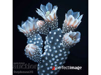 Cactus. Image ® Studio Perfect Image Ltd.