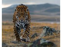 Siberian Cheetah. Image ® Studio Perfect Image Ltd.