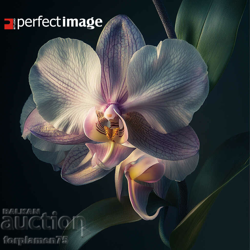 Exotic Flower. Image ® Studio Perfect Image Ltd.