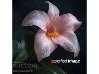 Exotic Flower. Image ® Studio Perfect Image Ltd.