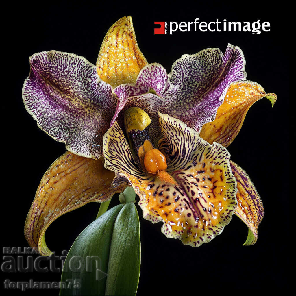 Exotic Flower. Image ® Studio Perfect Image Ltd.