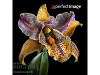 Exotic Flower. Image ® Studio Perfect Image Ltd.