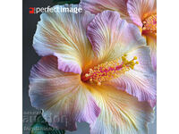 Exotic Flower. Image ® Studio Perfect Image Ltd.