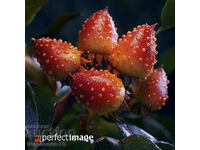 Exotic Fruit. Image ® Studio Perfect Image Ltd.