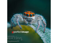 Spider. Image ® Studio Perfect Image Ltd.