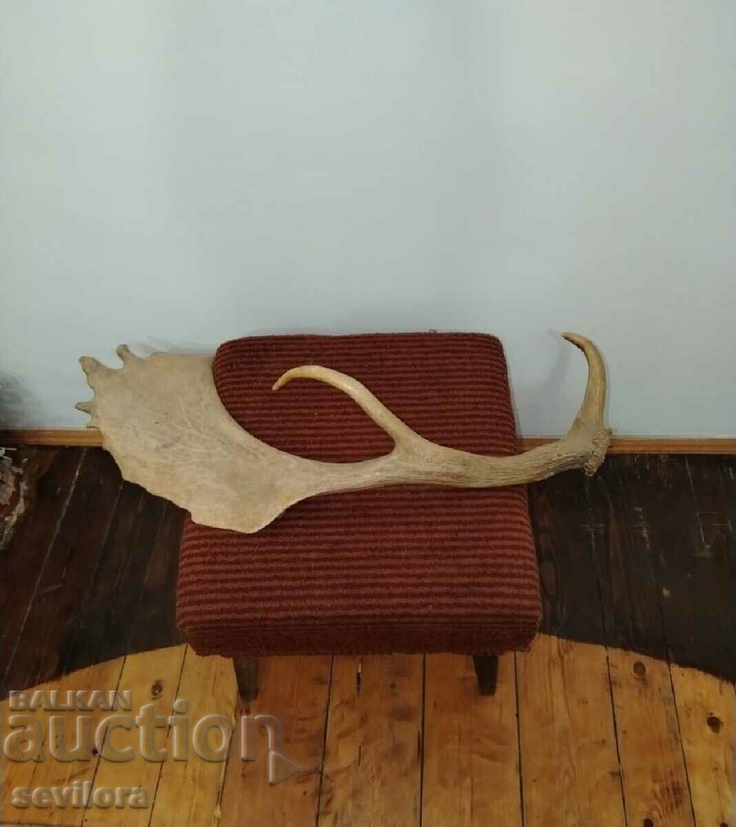 Deer antler