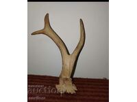 Roe deer horn