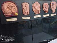 Model of human embryo. Model development from embryo to fetus