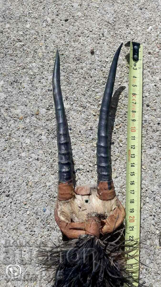 coarne de antilope africane cu preț 100.00 BGN | € 51.13 coarne de antilope africane cu preț 100.00 BGN | € 51.13