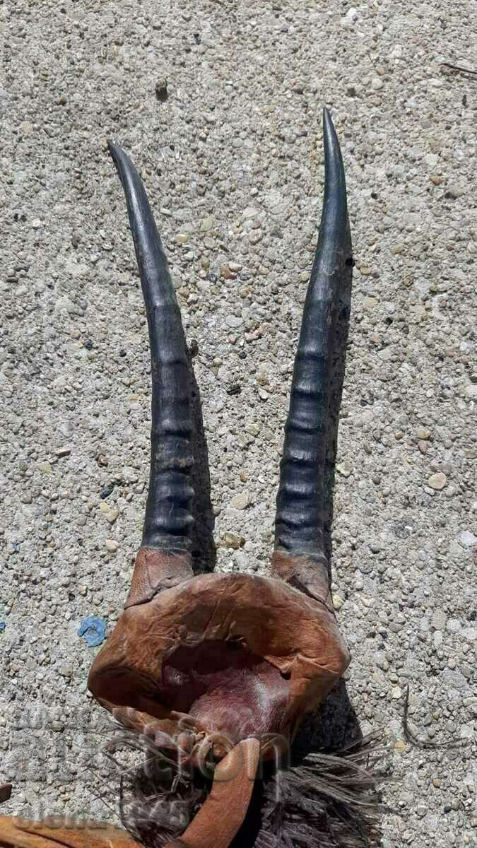 Licitație coarne de antilope africane Licitație coarne de antilope africane