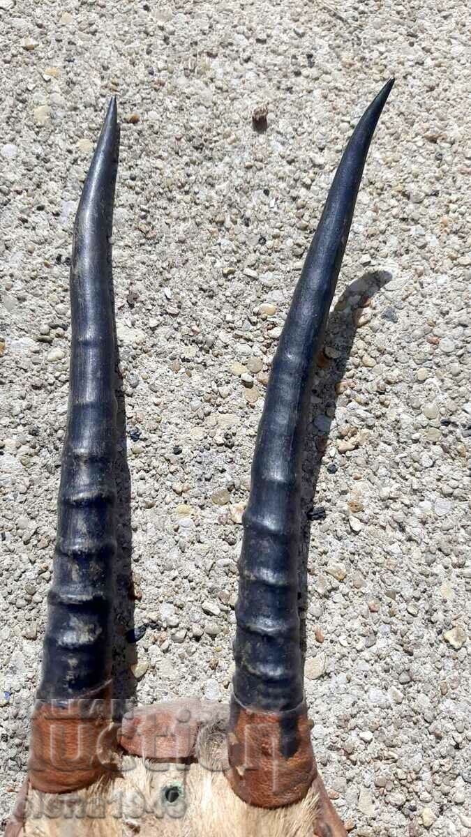 African antelope horns