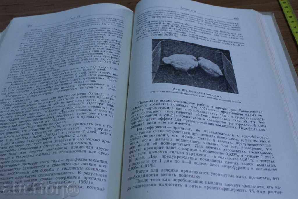 FERMA PĂSĂRI MODERNĂ CULTURĂ PĂSĂRI DE GĂINI - 5