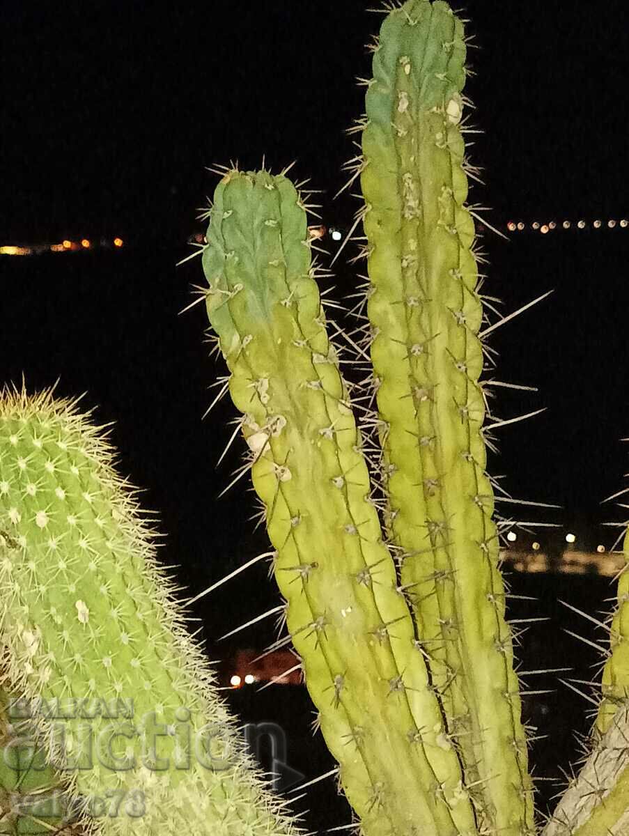 San Pedro cacti