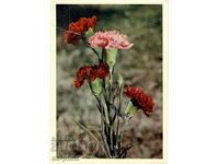 Old card - flowers - Carnations