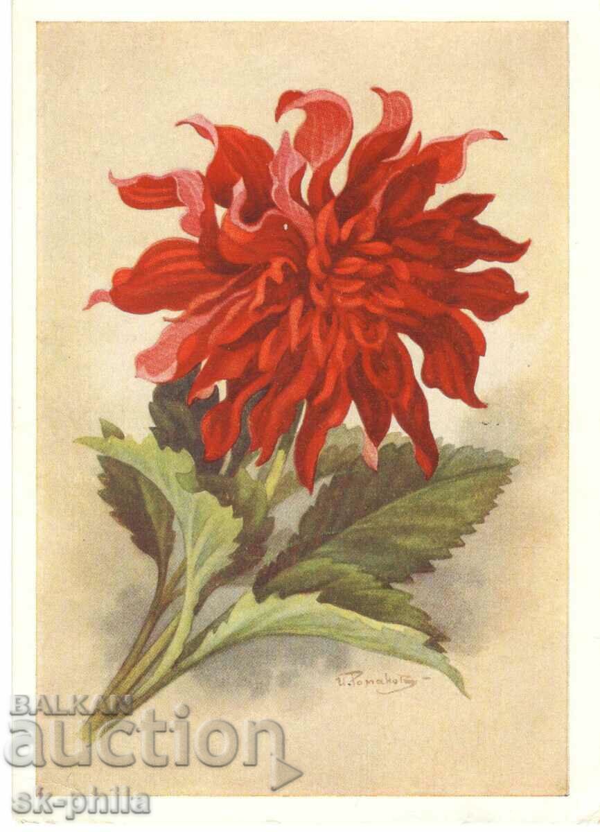 Old card - flowers - Gergina