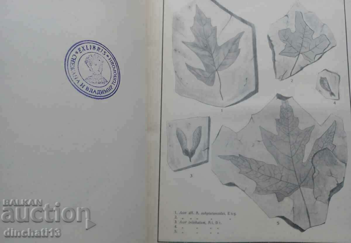 Brown coal in Bulgaria: G. Konyarov - 6 Brown coal in Bulgaria: G. Konyarov - 6