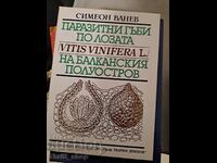 Ciuperci parazite pe vița de vie din Peninsula Balcanică
