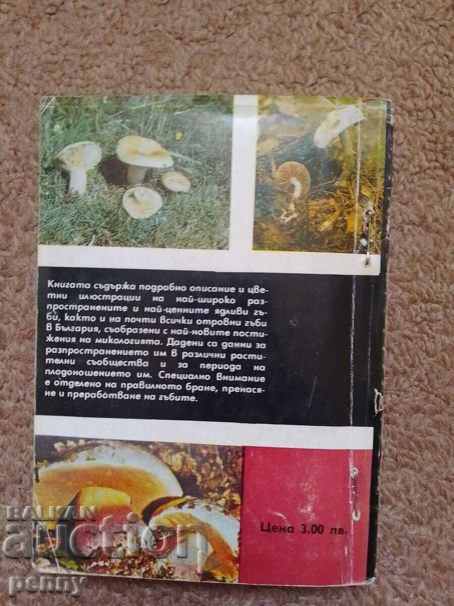 Auction  Wild mushrooms - collective