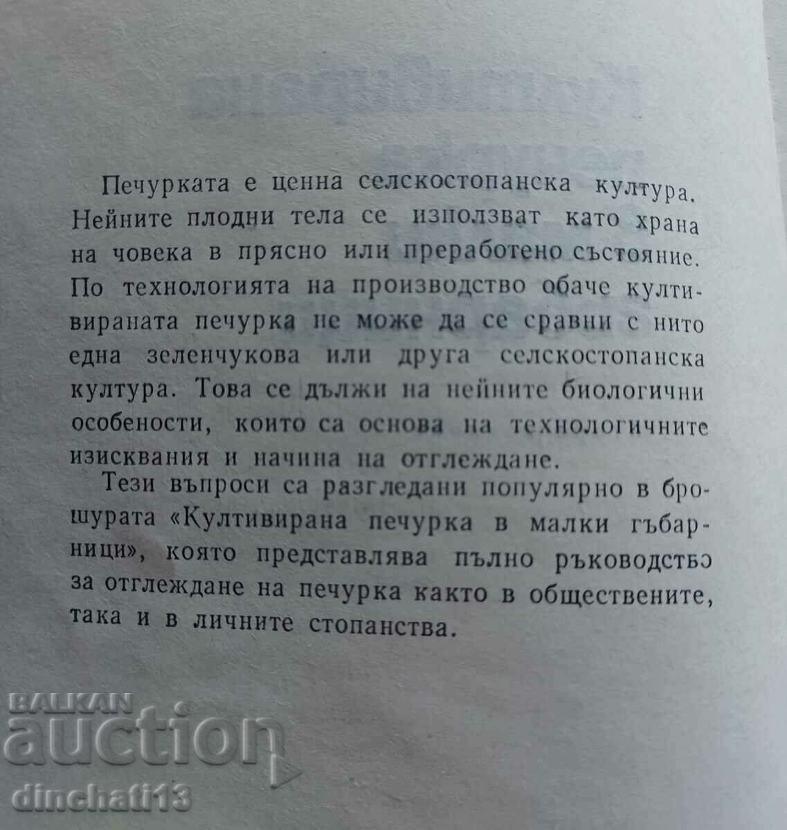Δημοπρασία Καλλιεργημένο μανιτάρι σε μικρά μανιταρόσπιτα: Tsvetana Rancheva Δημοπρασία Καλλιεργημένο μανιτάρι σε μικρά μανιταρόσπιτα: Tsvetana Rancheva