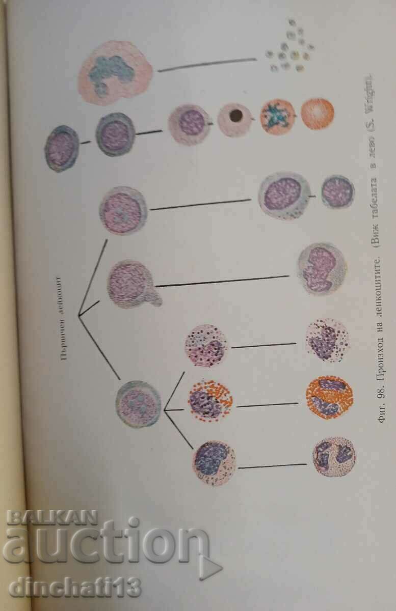 Curs scurt de fiziologie umană: T. Gotsev - 5