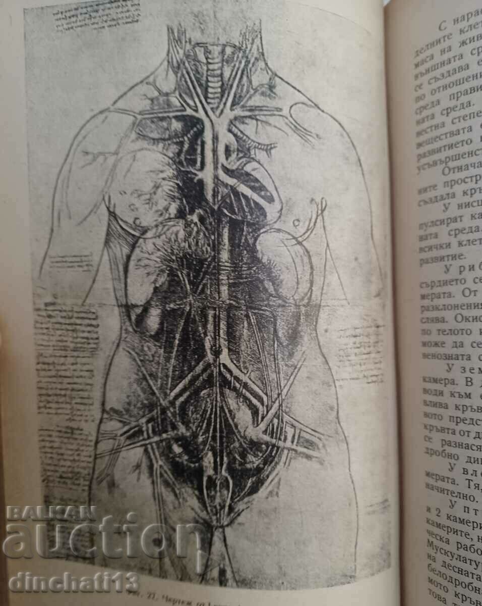 Curs scurt de fiziologie umană: T. Gotsev - 6