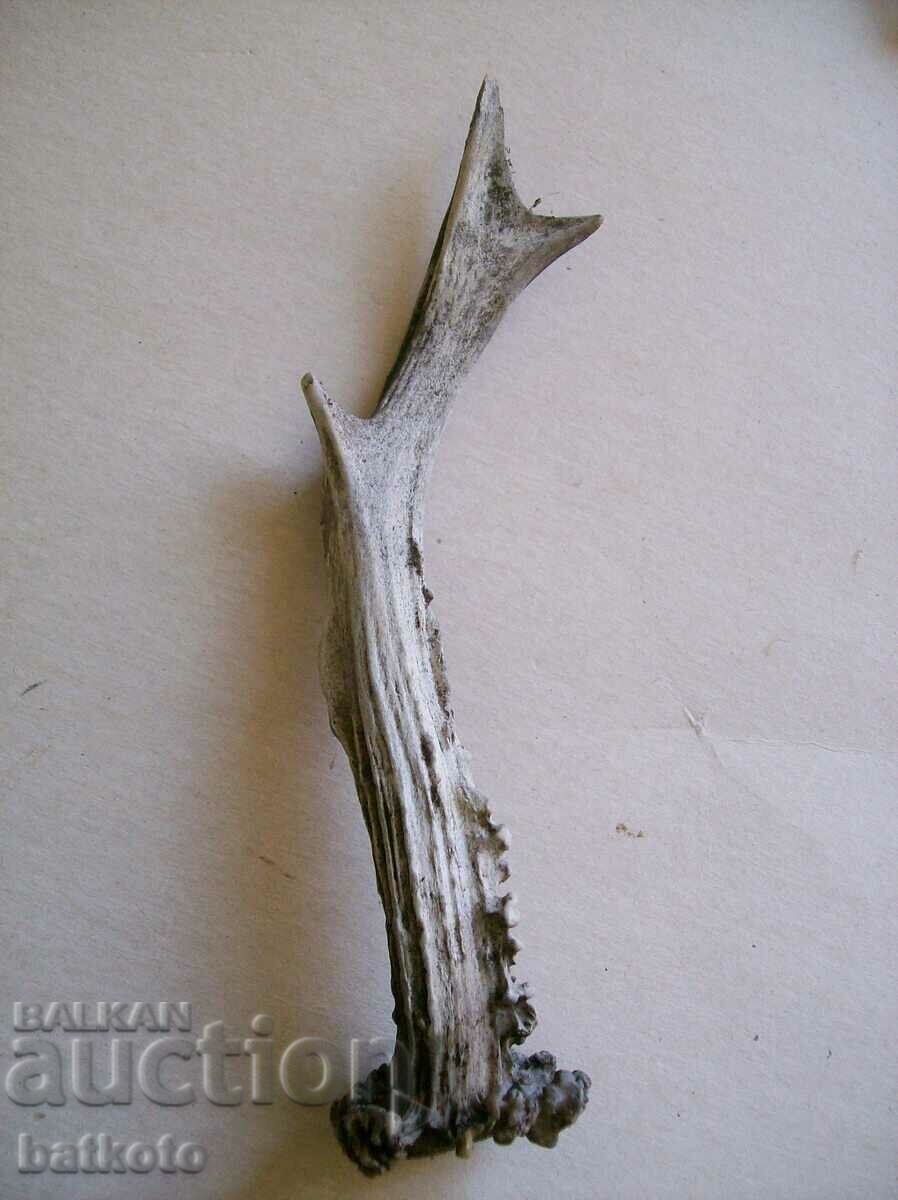 Roe deer horn