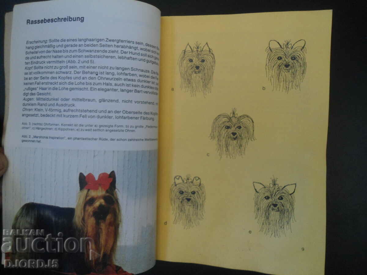 Delivery of Der Yorkshireterrier Delivery of Der Yorkshireterrier