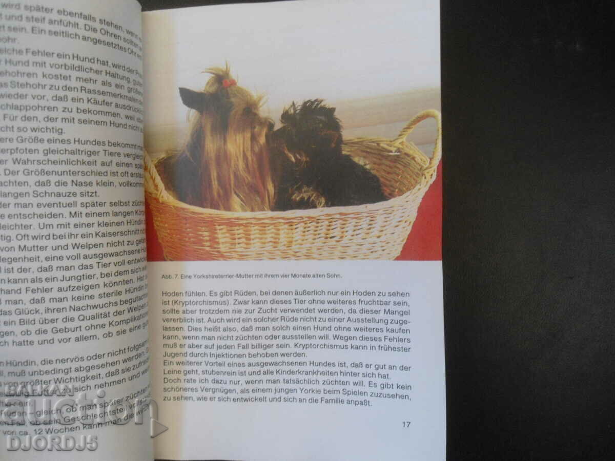 Der Yorkshireterrier - 5 Der Yorkshireterrier - 5