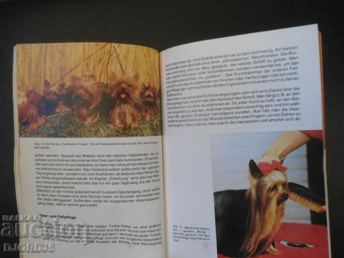 Der Yorkshireterrier - 6 Der Yorkshireterrier - 6