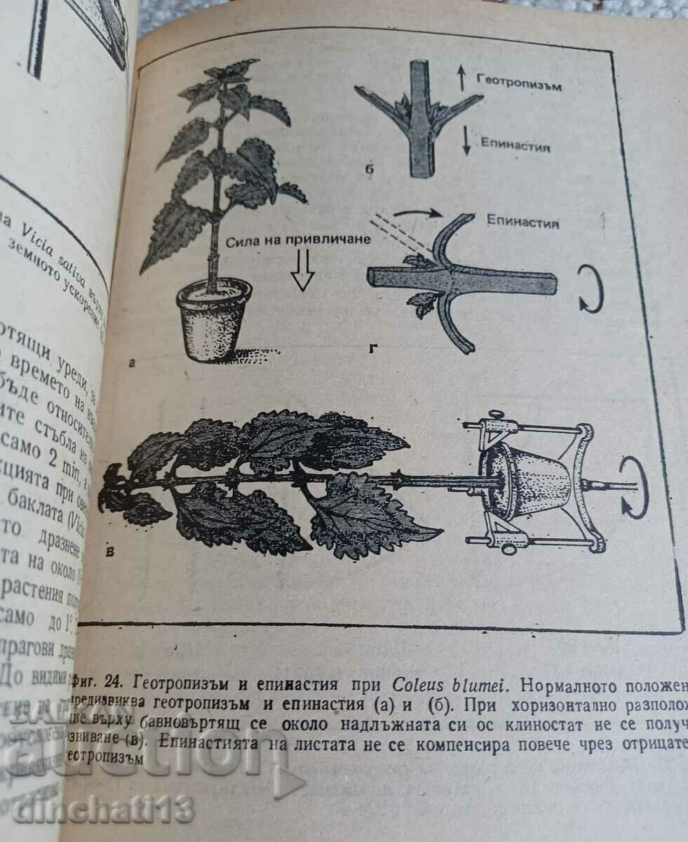 Δημοπρασία Πώς κινούνται τα φυτά: Reinhold Weinar