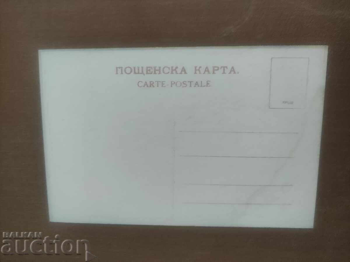 Gyumurdzhina Cypress with price 150.00 BGN | € 76.69 Gyumurdzhina Cypress with price 150.00 BGN | € 76.69