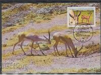 Ταχυδρομική κάρτα max FDC Antelopes animals WWF