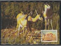 Postal max card FDC Antilope animale WWF