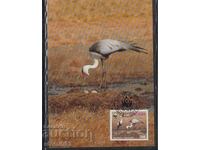 Card postal maxim FDC BIRDS WWF