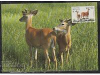 Postal Max Card FDC ANIMAL DEER