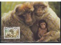 Postal Max Card FDC MONKEY PRIMATES