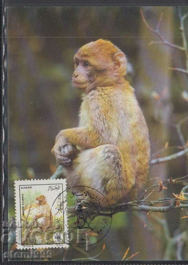 Postal Max Card FDC MONKEY PRIMATES