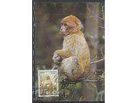 Postal Max Card FDC MONKEY PRIMATES