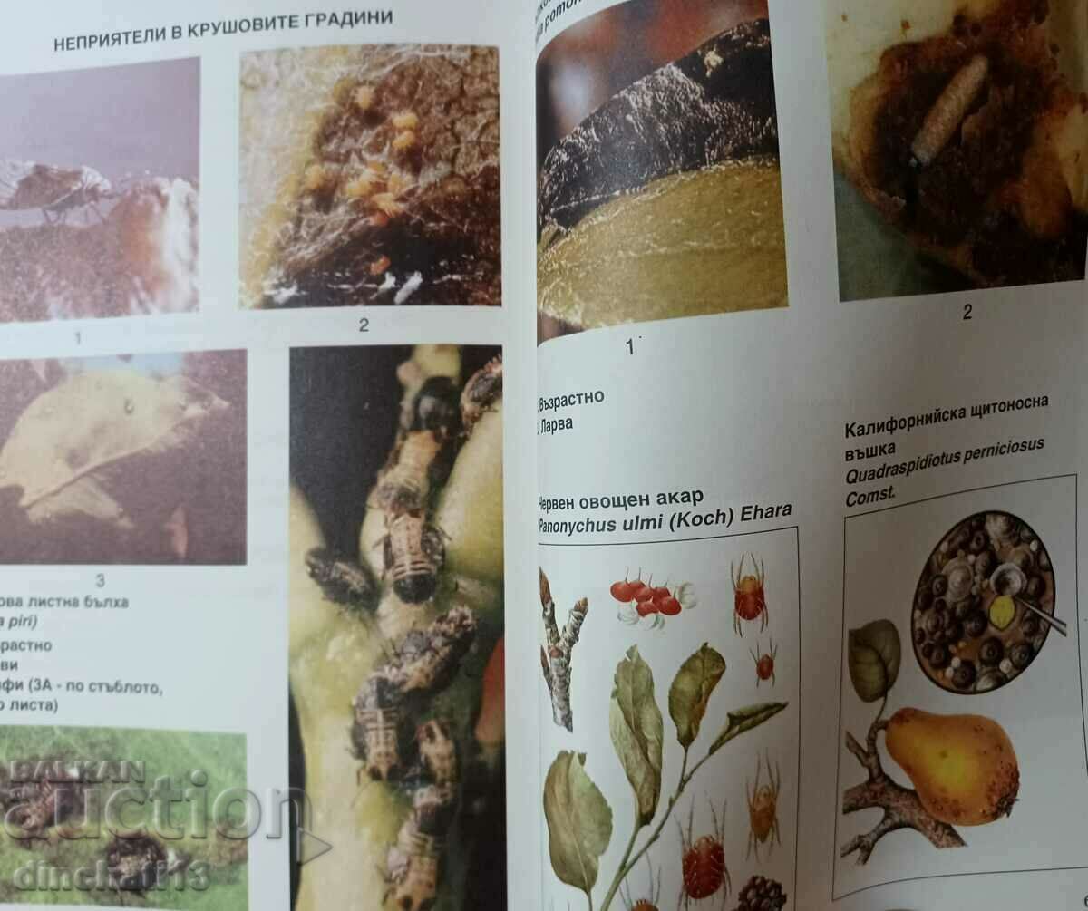 Παράδοση Λήψη προϊόντων από μήλα και αχλάδια: Μήλο Παράδοση Λήψη προϊόντων από μήλα και αχλάδια: Μήλο