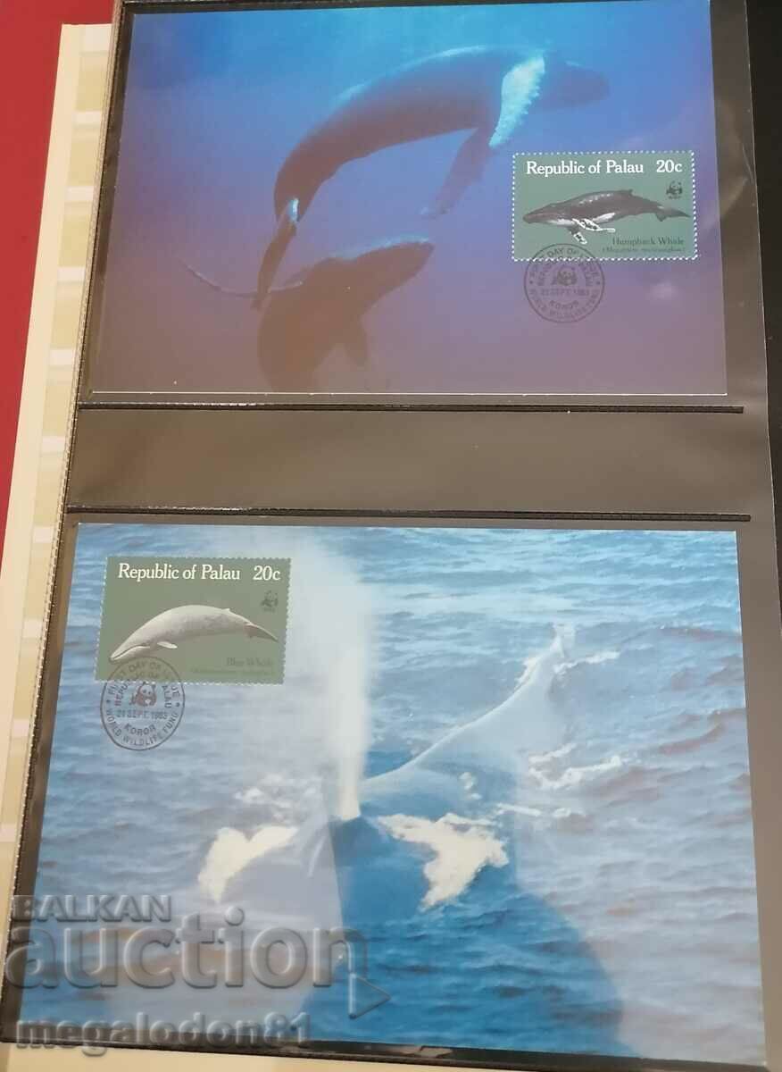 Palau - fauna WWF, balene Palau - fauna WWF, balene