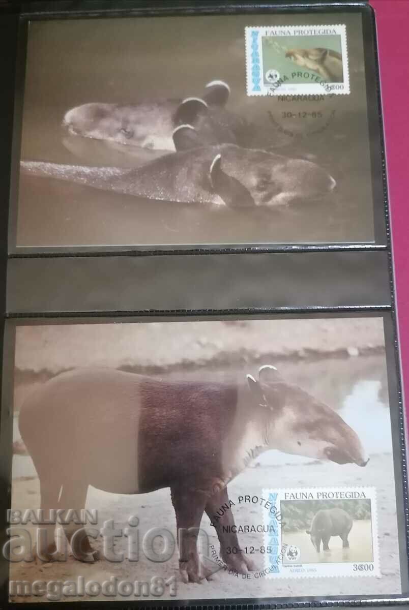Nicaragua - fauna WWF, tapir sud-american