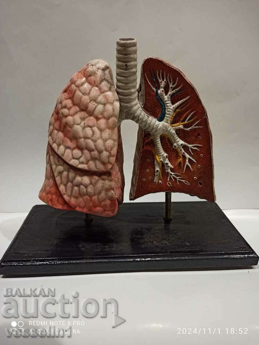 Anatomical 3D lung model old hand drawn from the 20's