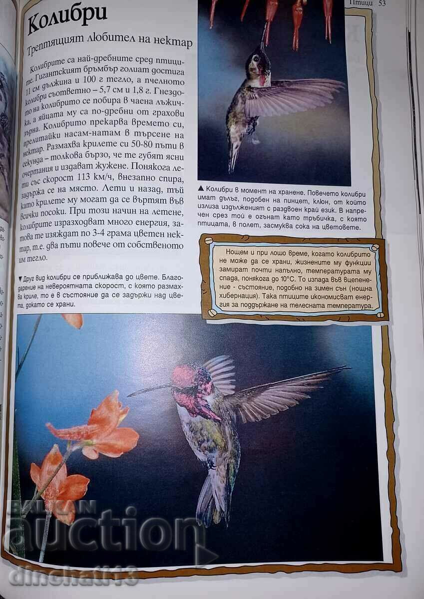 100 Most Amazing Animals on Earth: Andrew Charmon - 5 100 Most Amazing Animals on Earth: Andrew Charmon - 5