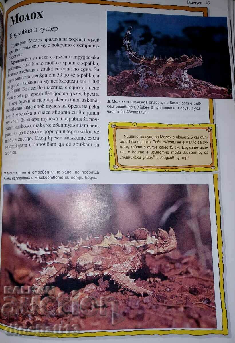 100 Most Amazing Animals on Earth: Andrew Charmon - 6 100 Most Amazing Animals on Earth: Andrew Charmon - 6