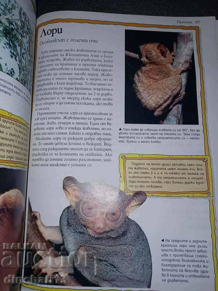 100 Most Amazing Animals on Earth: Andrew Charmon - 7 100 Most Amazing Animals on Earth: Andrew Charmon - 7