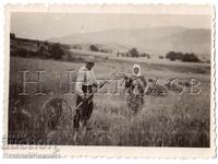 LITTLE OLD PHOTO MOWER IN THE FIELDS D206