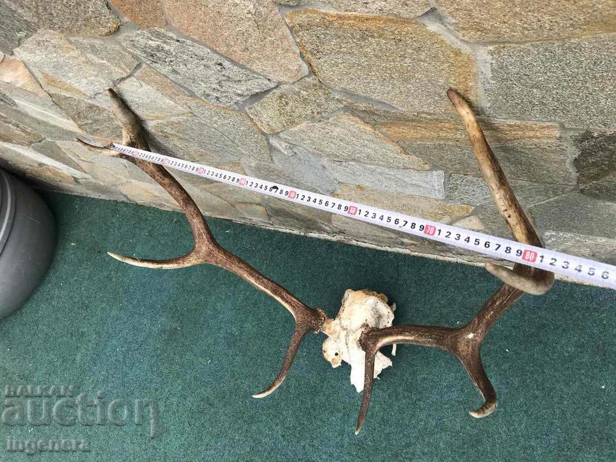 ROGA ELENSKI with price 290.00 BGN | € 148.27 ROGA ELENSKI with price 290.00 BGN | € 148.27