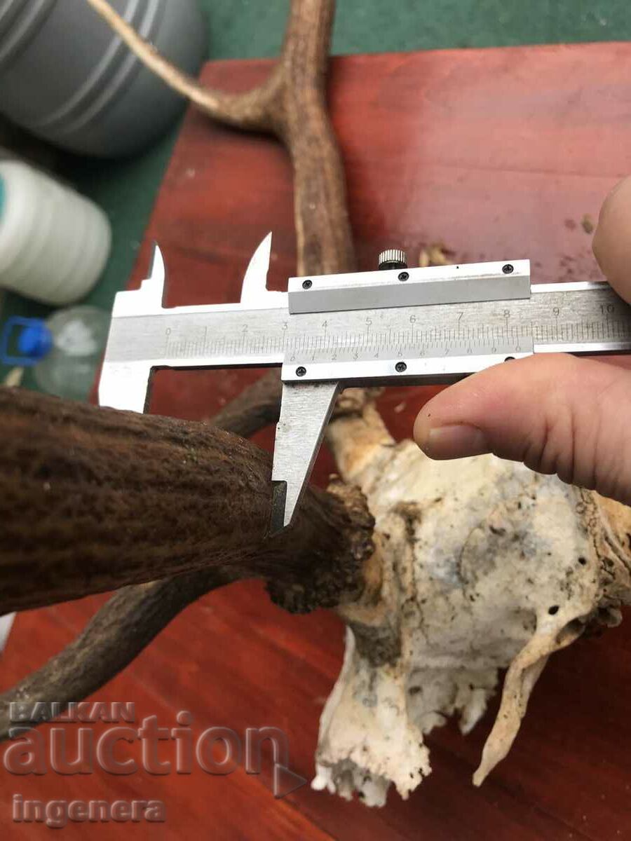 Auction ROGA ELENSKI Auction ROGA ELENSKI