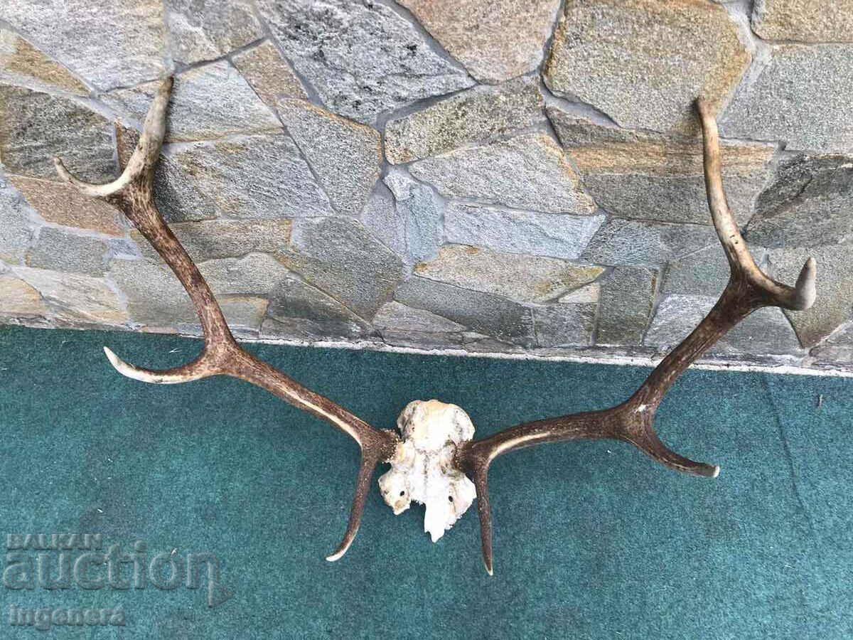 Delivery of ROGA ELENSKI Delivery of ROGA ELENSKI