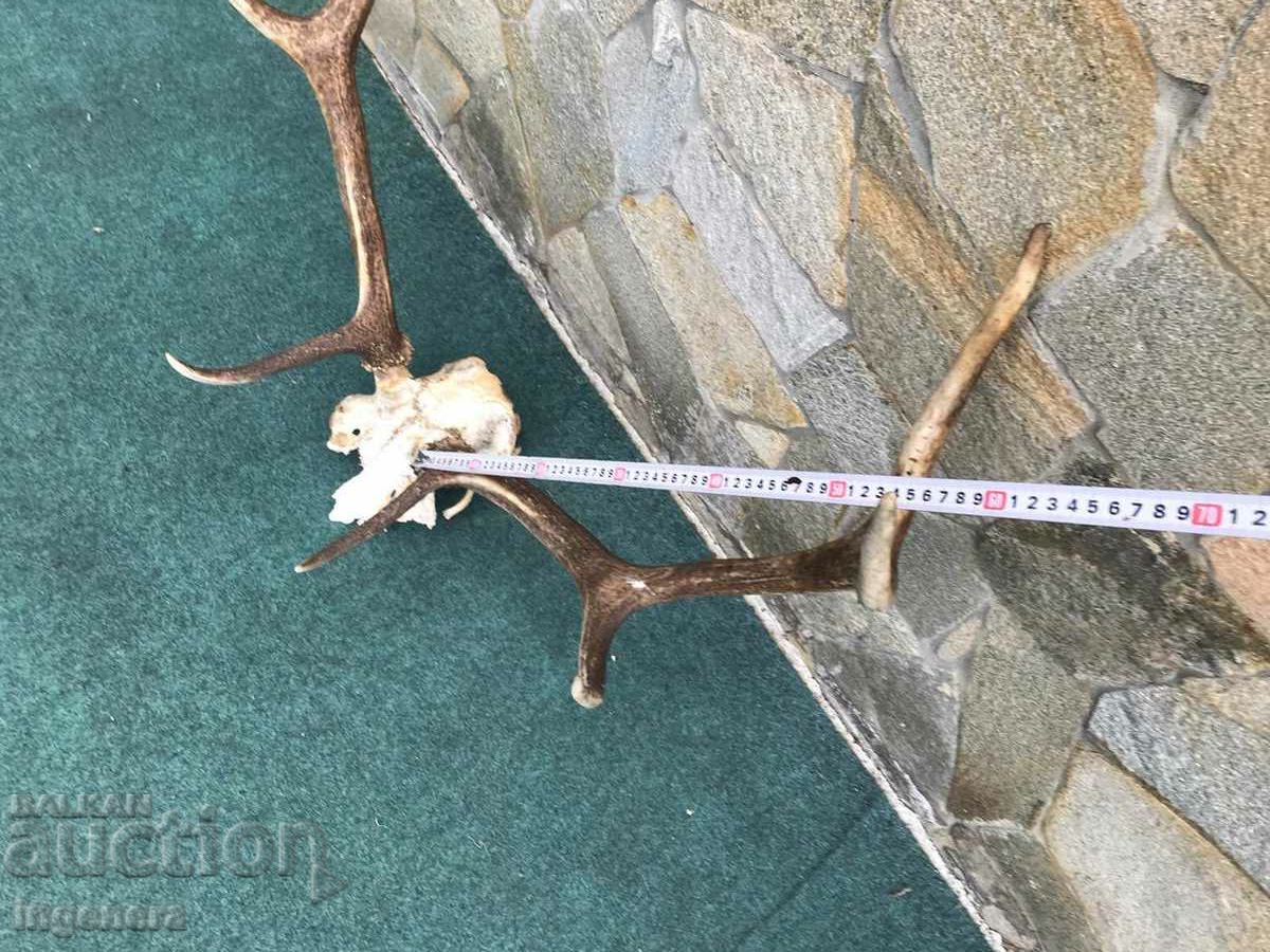 ROGA ELENSKI - 5 ROGA ELENSKI - 5